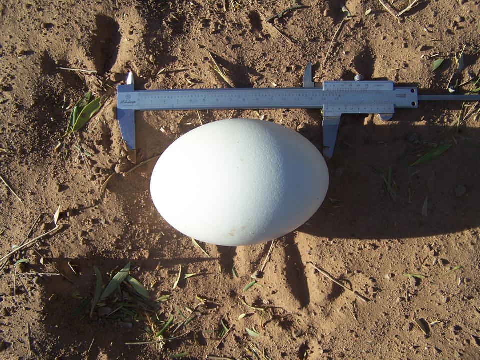 FIGURE 9 FIGURE 9